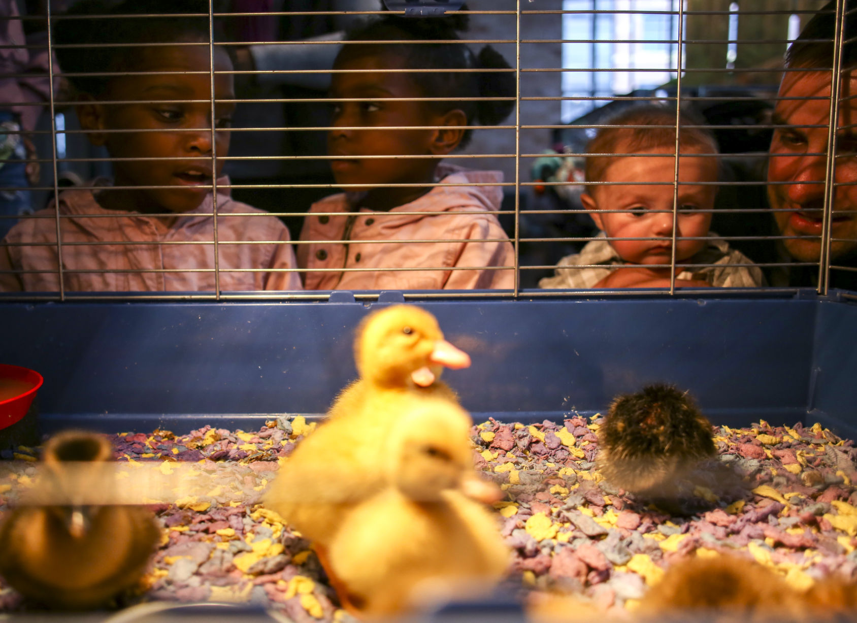 041419-mda-nws-ducks-020